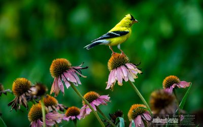 Perfect Perch For A Meal