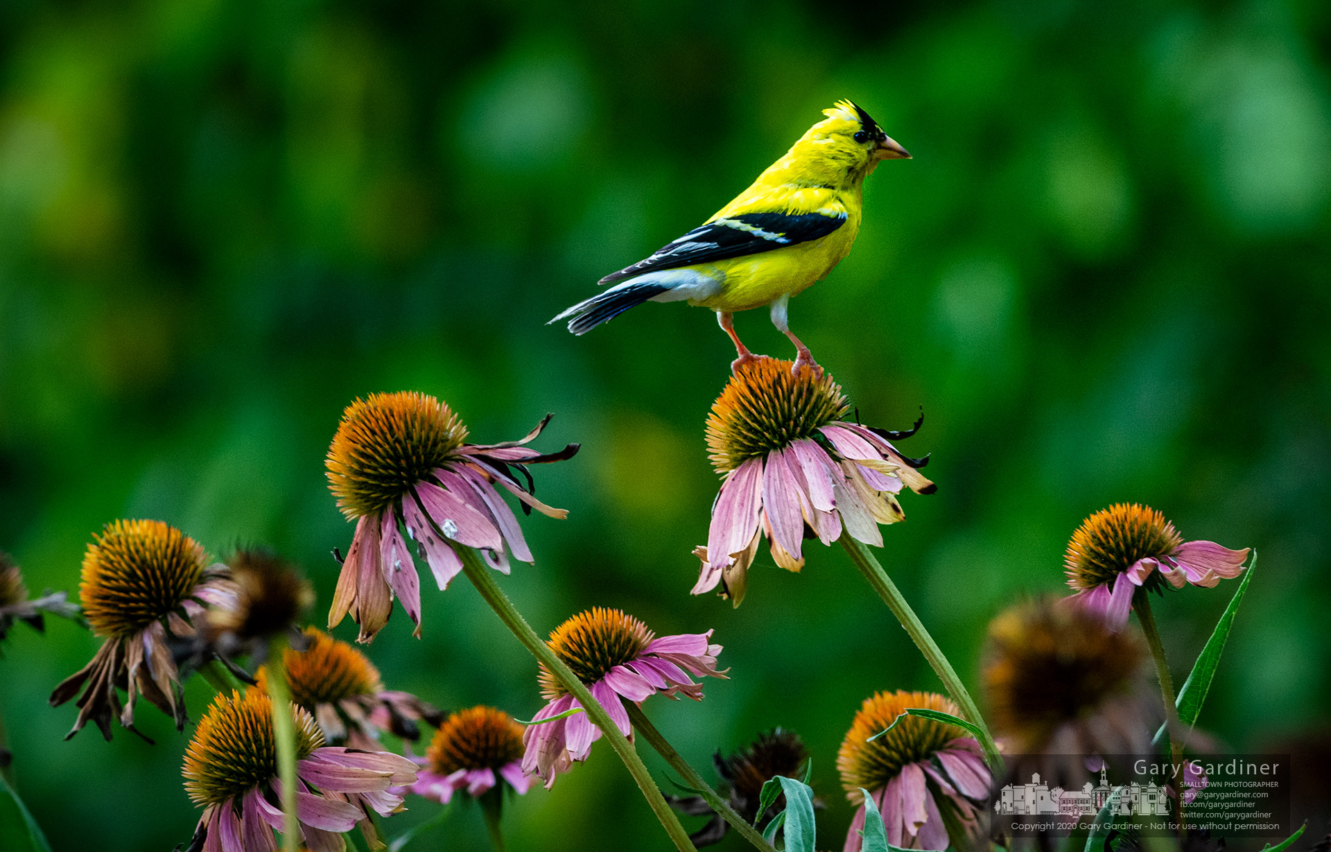 A goldfinch stands atop a coneflower in the garden at Cherrington Park where it's been enjoying a meal of seeds from one of its favorite flowers. My Final Photo for Aug. 22, 2020.