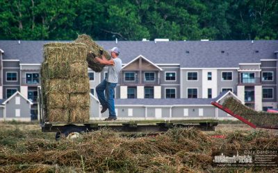 Tossing Hay