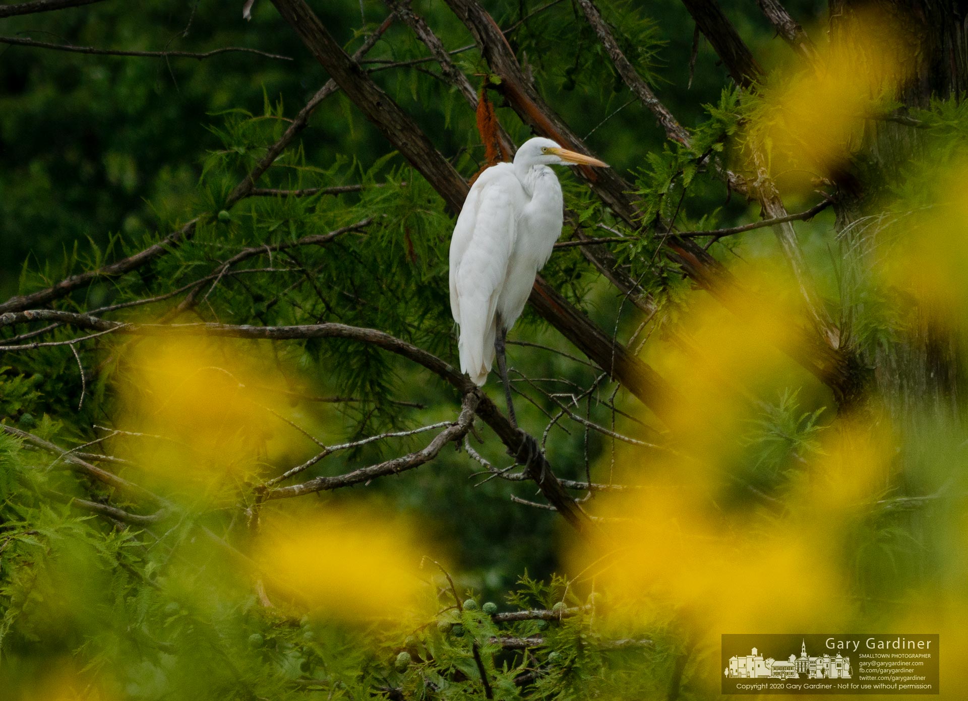 A Great Egret sits on a cypress tree branch while preening after spending part of the morning feasting in the still waters of the Highlands wetlands on South Spring  Rd. My Final Photo for Aug. 15, 2020.