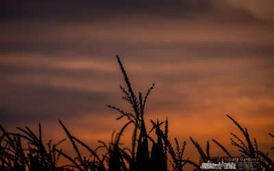 In Tall Corn