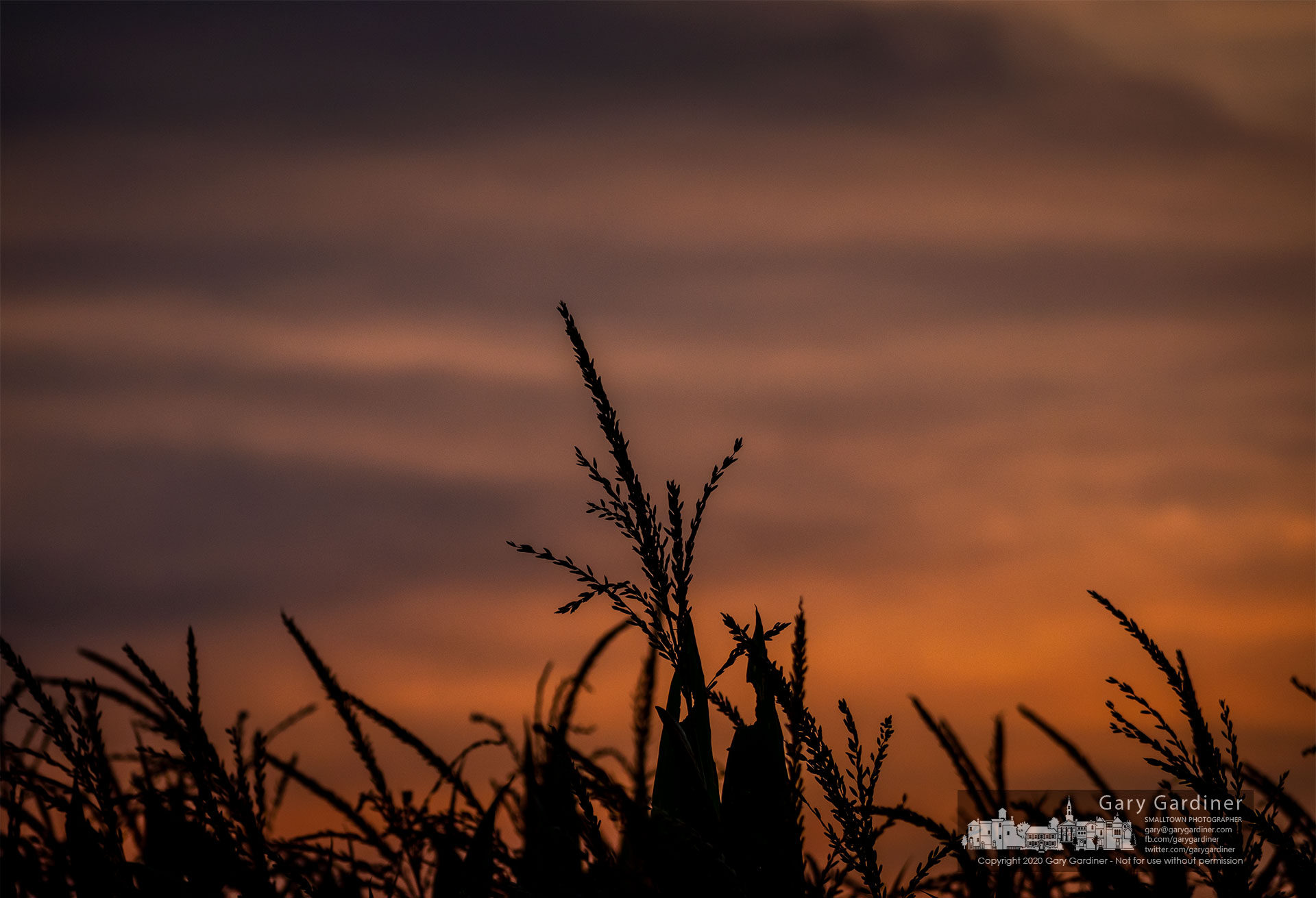 A tall corn stalk rises above other stalks on the Braun Farm as the crop gets closer to harvest as a warm late summer sunrise lights the horizon. My Final Photo for Sept. 7, 2020.