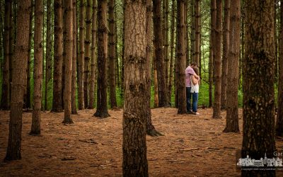 Among The Pines