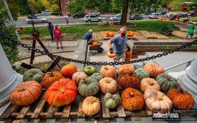 Pumpkin Patch Placement
