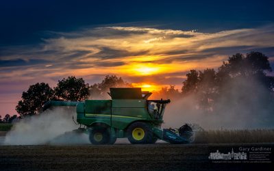 Soybean Sunset