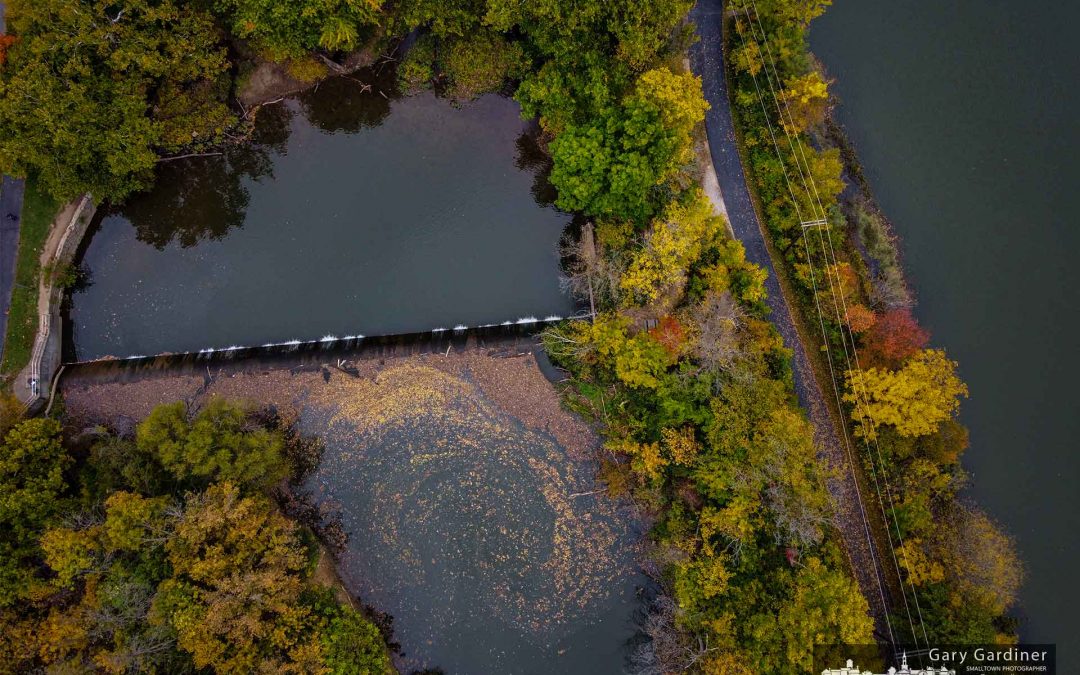 River Of Leaves