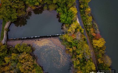 River Of Leaves