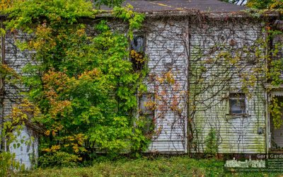 Walls of Ivy And Vines