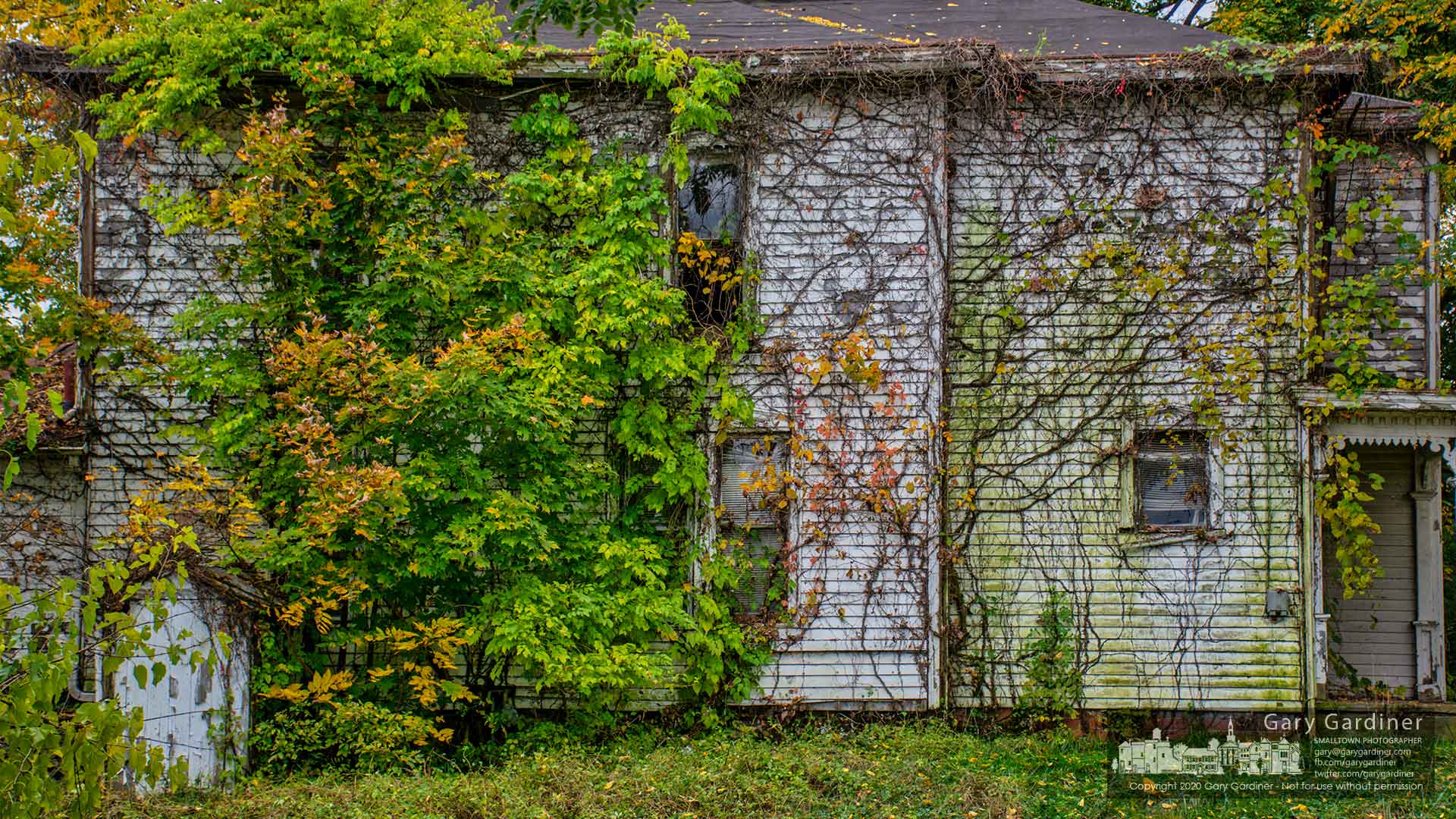 The abandoned farmhouse on the Braun Farm wears a covering of vines slowly abandoning their green summer colors for the bold colors of fall before falling dormant for the winter.