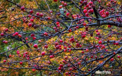 Crabapple Colors