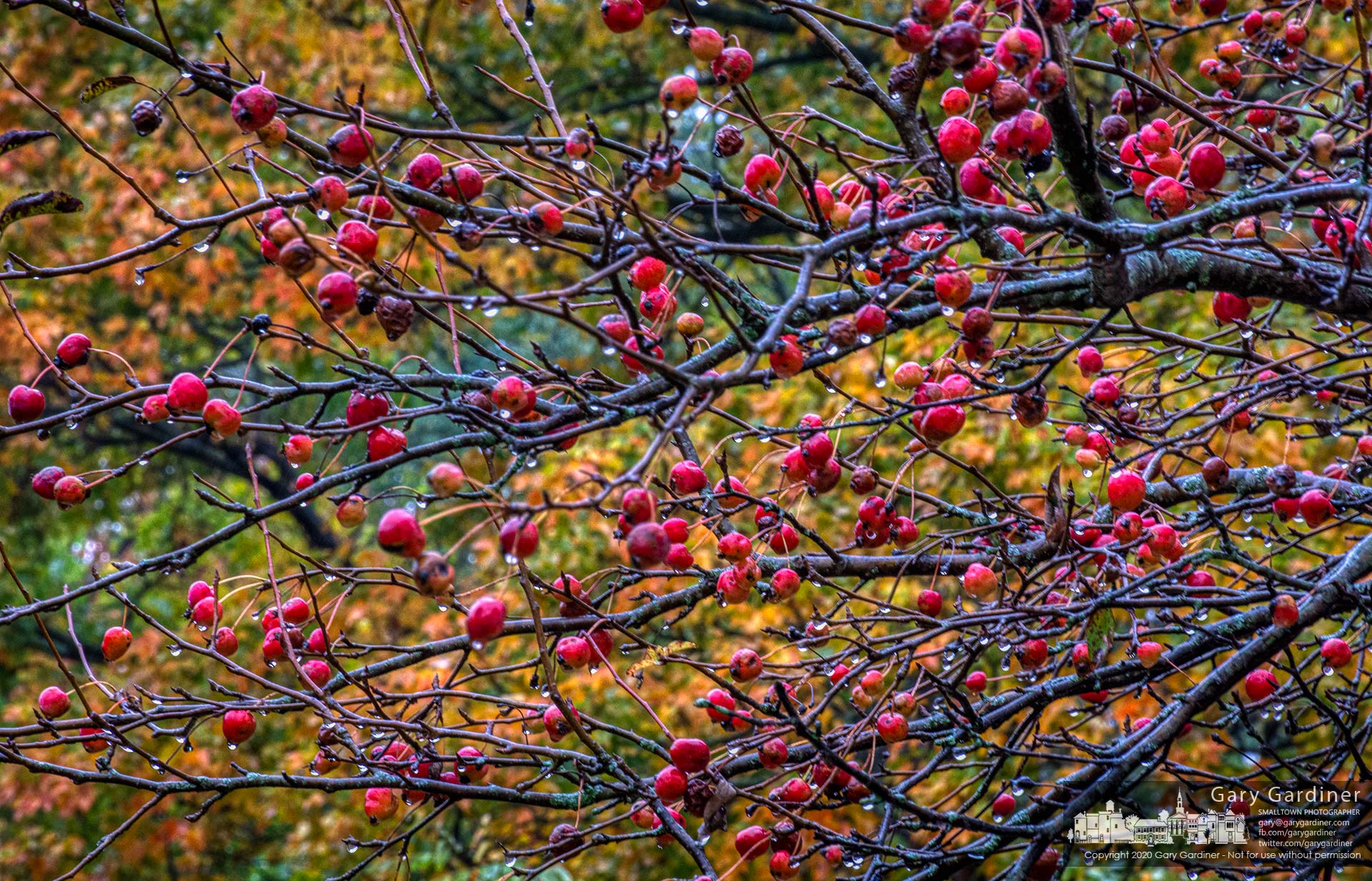 An abundance of crabapples hangs from the bare limbs of a tree at the rear of the farmhouse on the Braun Farm. My Final Photo for Oct. 19, 2020.