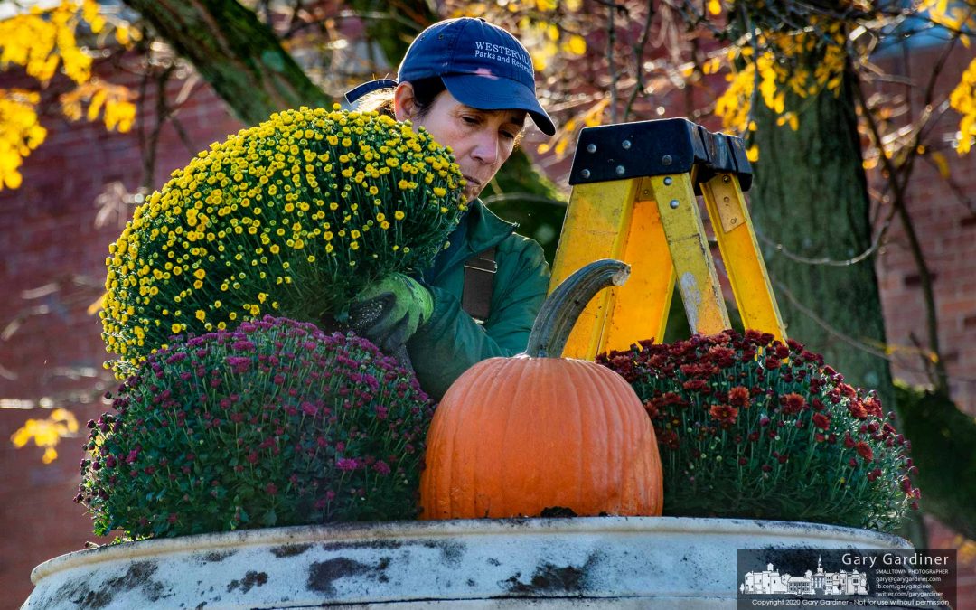 Mums And Pumpkins Planted
