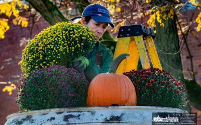 Mums And Pumpkins Planted