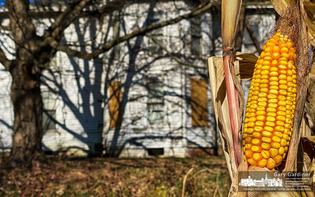 Corn In The Side Yard