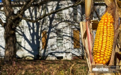 Corn In The Side Yard