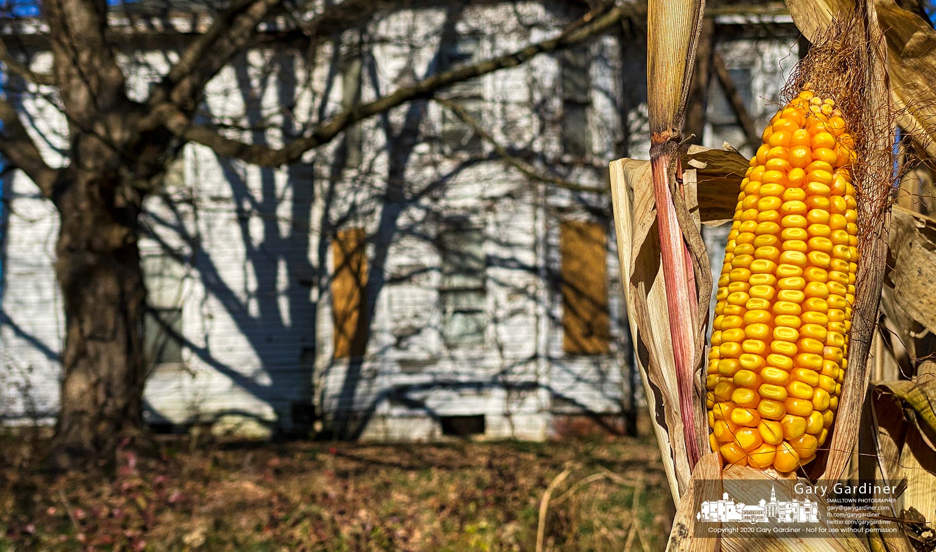 An exposed and ready for harvest ear of corn stands out along the edge of the field beside the old farmhouse on the Braun Farm. My Final Photo for Nov. 16, 2020.