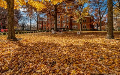 Maple Leaf Carpet