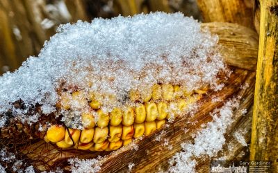 Snow Corn