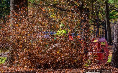 Clearing Sharon Woods