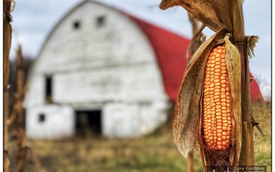 Braun Farm Corn Late Harvest