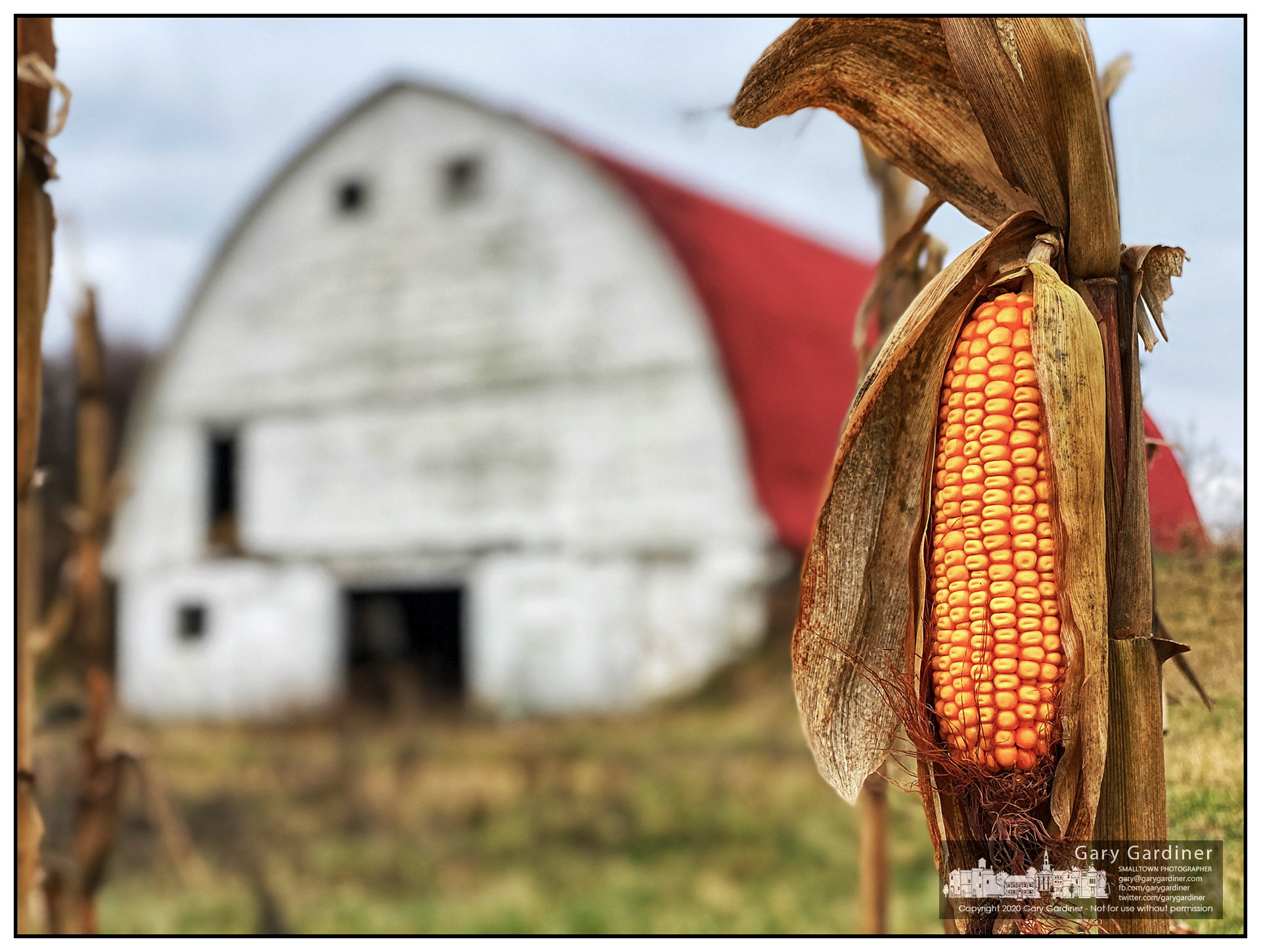 An ear of corn hangs from a dried stalk of one of the fields of corn ready for harvest adjacent to the barn at the Braun Farm. My Final Photo for Dec. 14, 2020.