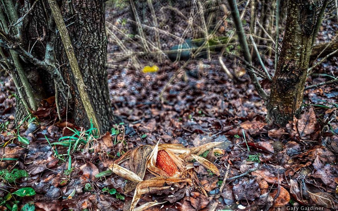 Feed Corn For The Deer
