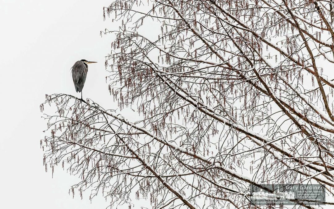 Heron Winter