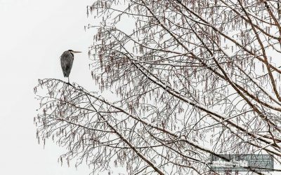 Heron Winter