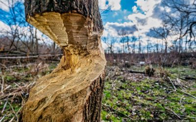 Alum Creek Beaver Cut Nears Completion