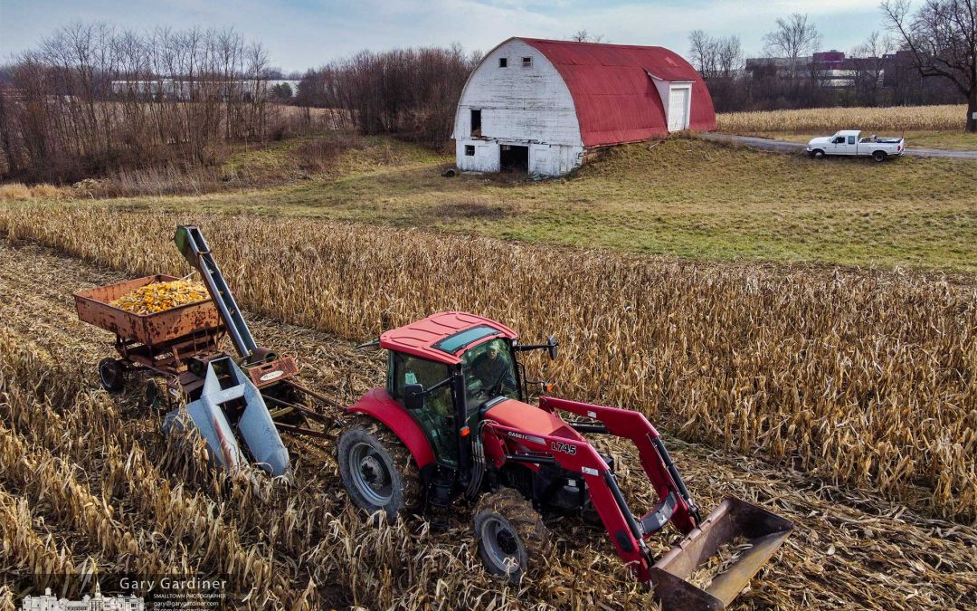 Corn Picking