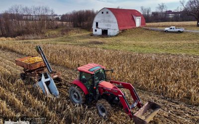 Corn Picking