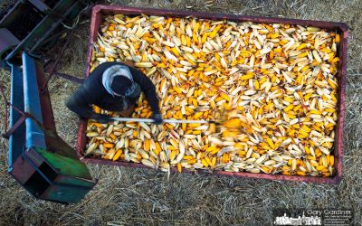Raking The Corn