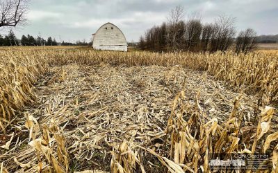 Collapsed Corn
