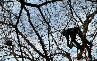 Tangled In Treetops