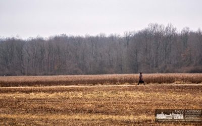 Sharon Woods Solitude