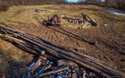 Toting the Timber