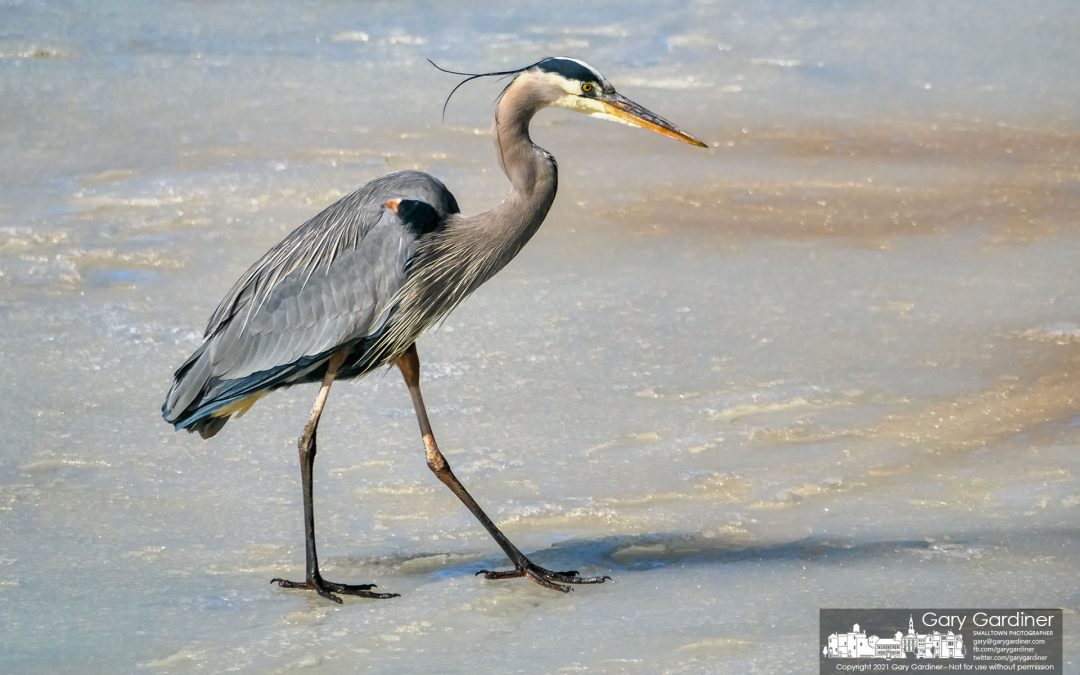 Ice Fishing Heron
