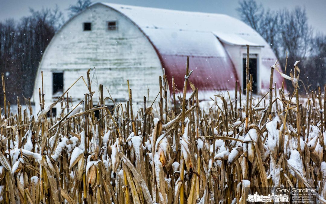 Corny Snowfall