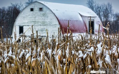 Corny Snowfall