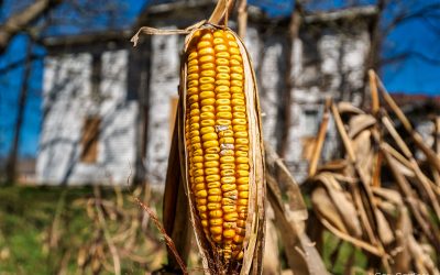 The Last Corn