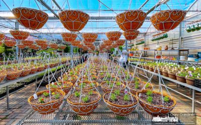 Spring Baskets