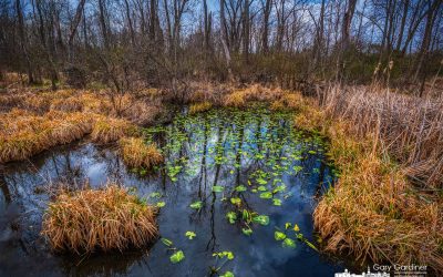 Boyer Nature Preserve – Early Spring
