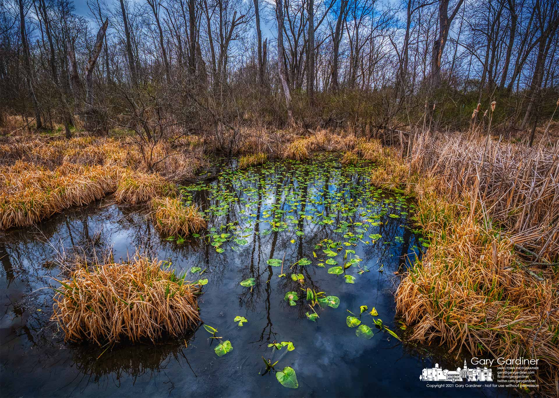 Lilypads begin to show themselves on the smooth waters of Boyer Nature Preserve as the hours of the day are warmer and longer encouraging Spring growth in the wetland. My Final Photo for April 1, 2021.