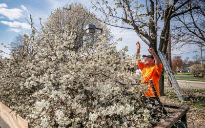 Bradford Pears Pared
