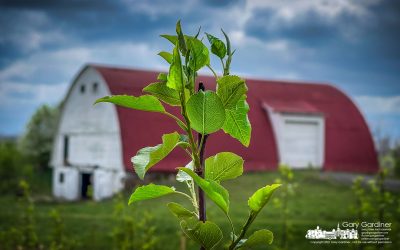 Callery Pears In Braun Farm Field