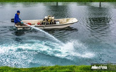 Pond Cleanup