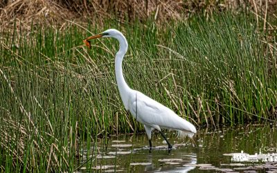 The Egret’s Golden Meal