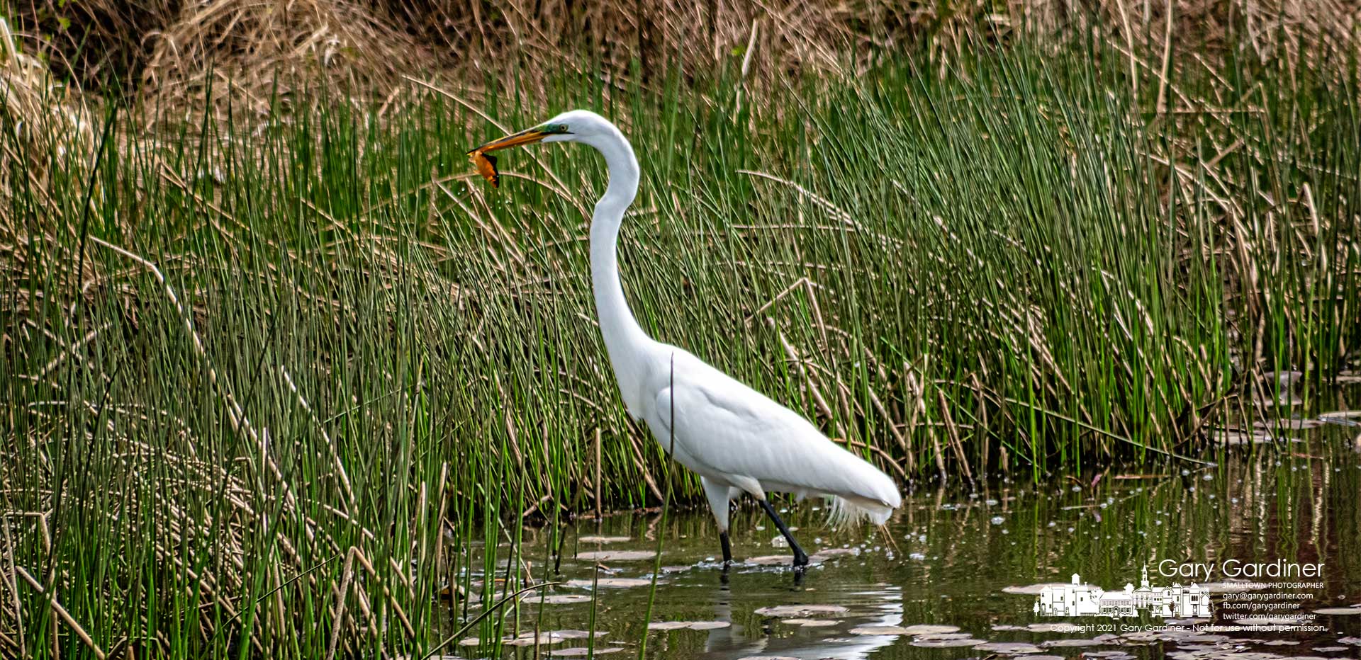 A snow egret pulls a family's discarded goldfish from the waters at the Highlands Wetlands. My Final Photo for April 19, 2021.