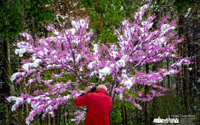 Spring Blossoms And Snow