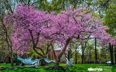 Relaxing Under Spring’s Colors
